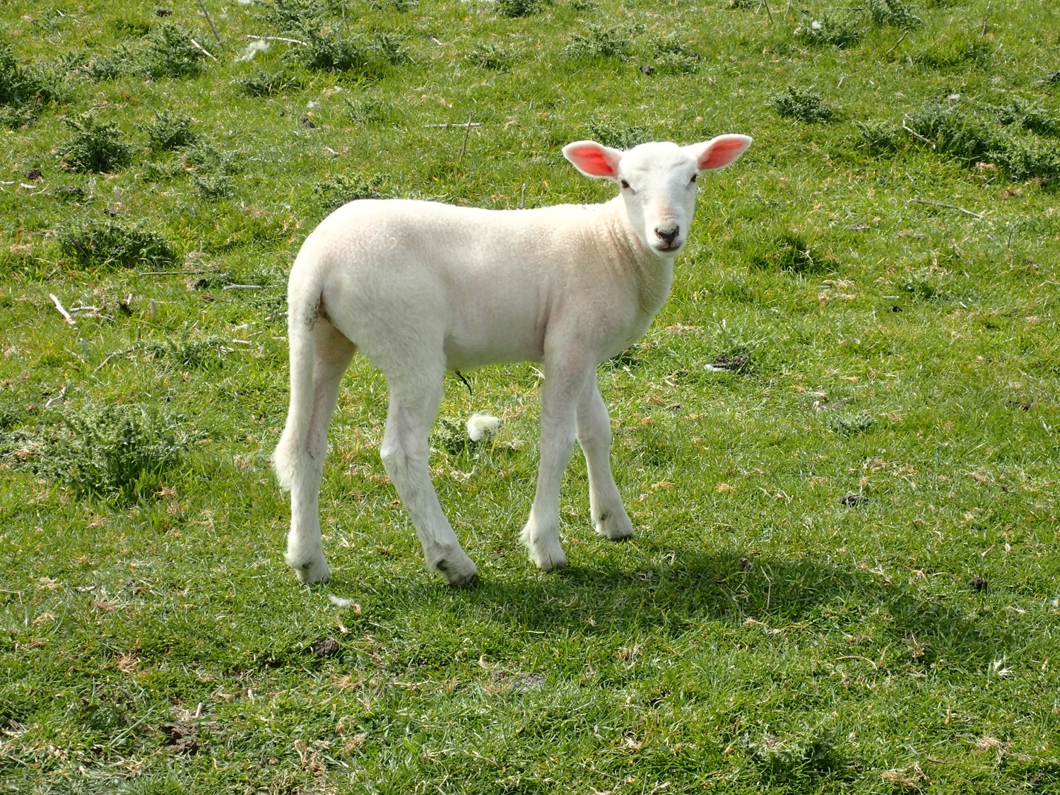 placeholder image-sq